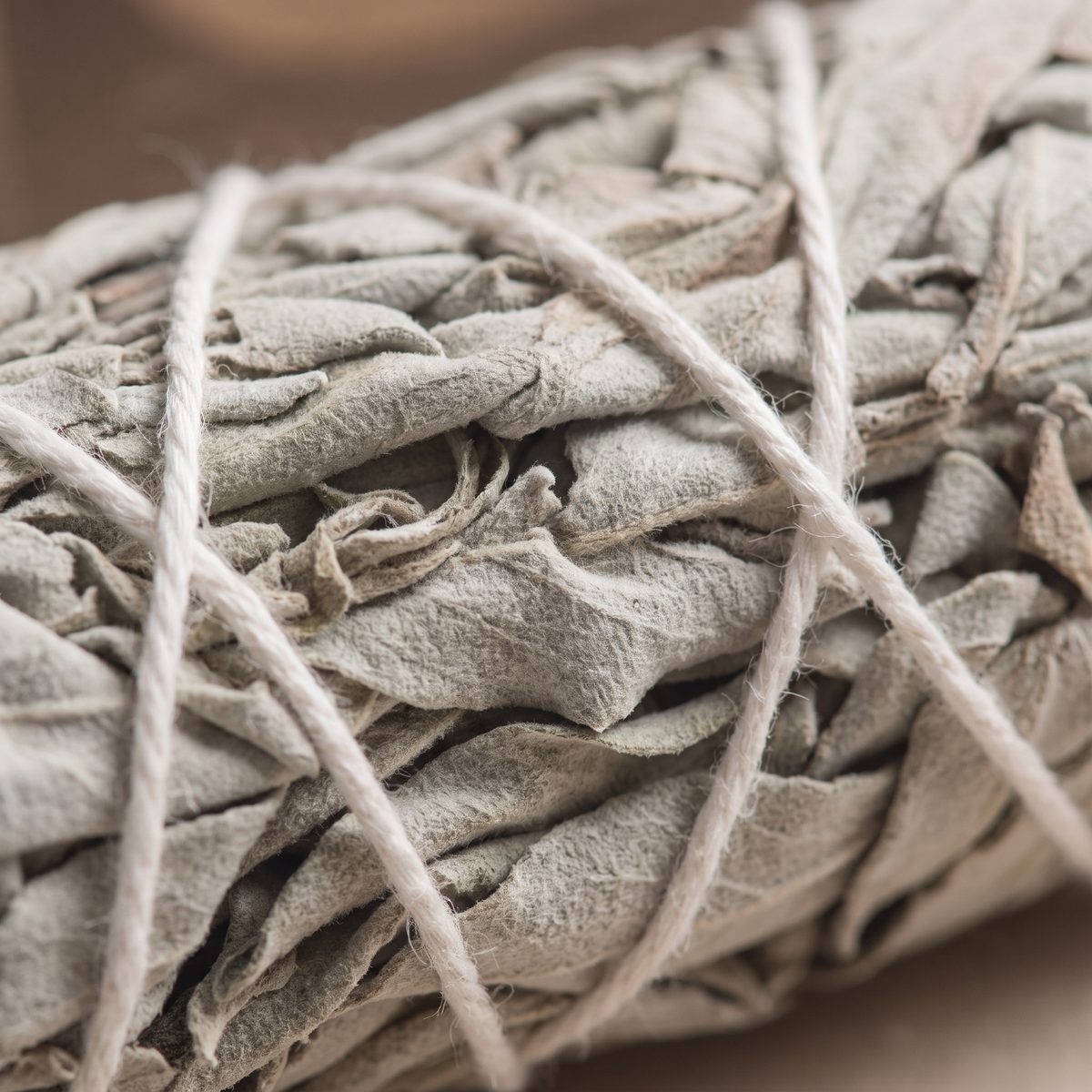 Close-up of white sage
