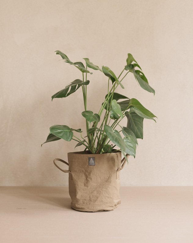 Plant pot cover in olive canvas with a plant
